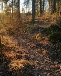 Trees in forest