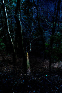 Bare trees in forest at night