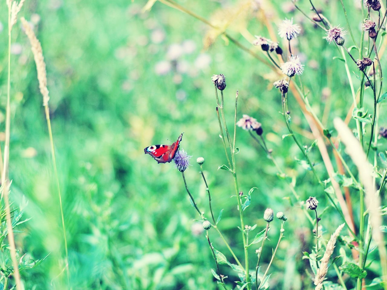 plant, flower, growth, flowering plant, fragility, vulnerability, beauty in nature, freshness, animal wildlife, nature, animals in the wild, close-up, no people, day, animal, animal themes, focus on foreground, insect, green color, invertebrate, flower head, outdoors, pollination