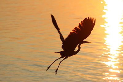 Silhouette crane flying over ottawa river