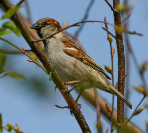 Close-up of bird perching on branch
