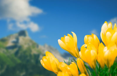 Close-up of yellow flowering plant on field against sky