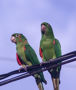 Low angle view of parrot perching on leaf against sky