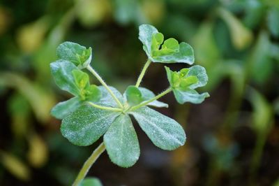 Close-up of raindrops on plant