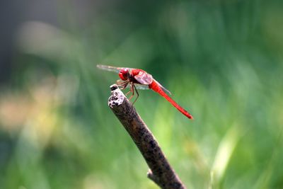 Close-up of insect on plant