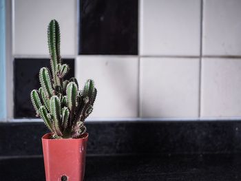 Close-up of potted plant