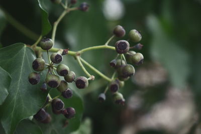Close-up of berries growing on tree