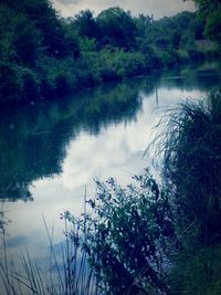 Reflection of trees in calm lake