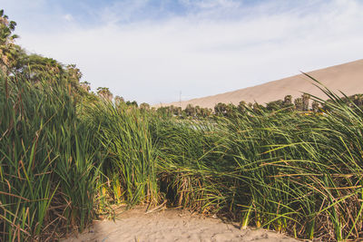 Grass on sand against cloudy sky