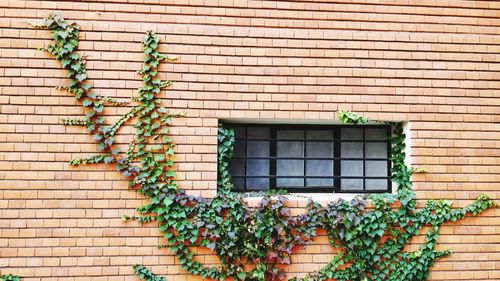 Low angle view of ivy growing on wall of building
