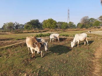 Cow standing in a field