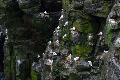 Full frame shot of rocks with seagulls perching in forest