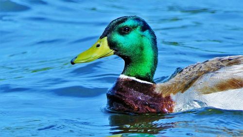 Close-up of duck swimming in lake