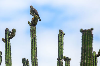 Low angle view of bird perching on plant against sky