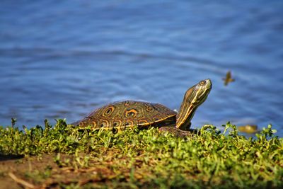 Close-up of lizard on a lake