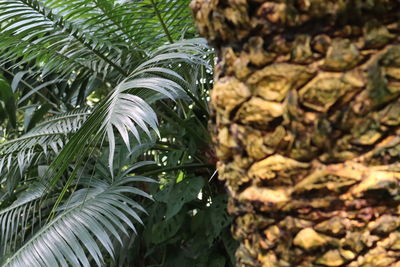 Close-up of palm tree