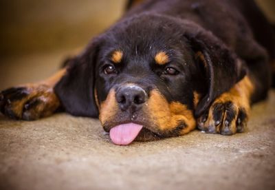 Close-up portrait of rottweiler puppy