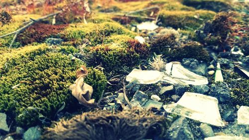 Plants growing on field