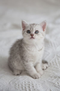 Close-up portrait of cat