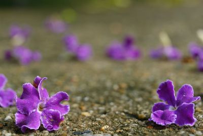 Close-up of purple crocus flowers on land