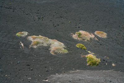 High angle view of dry leaves on road