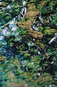 Plant growing in water