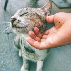 Cropped image of hand holding cat