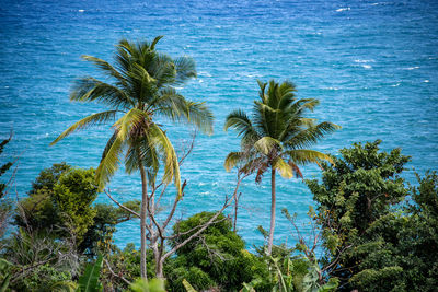 Palm trees by sea against sky