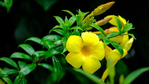 Close-up of yellow flowering plant