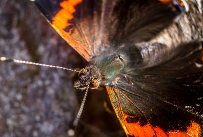 Close-up of insect