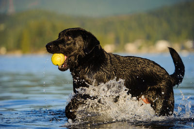Side view of wet black labrador retriever holding ball in lake