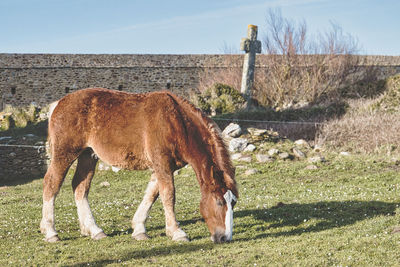 Horse grazing on field