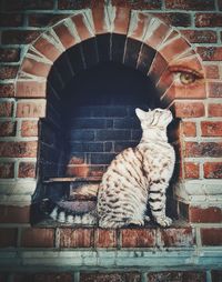 Cat sleeping on wall