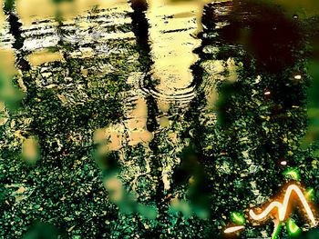 Reflection of trees in water