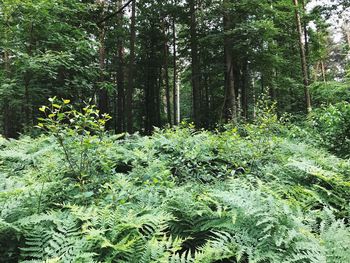 Plants growing in forest