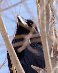 Close-up of bird perching outdoors