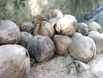 Close-up of pumpkins in market