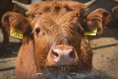 Close-up of cow