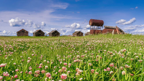 Plants growing on field against buildings