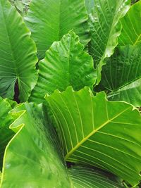 Full frame shot of green leaves