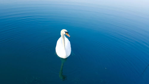 Swan on lake