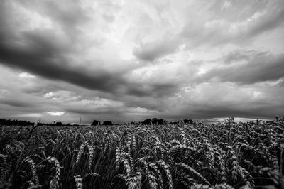 Crops growing on field against sky