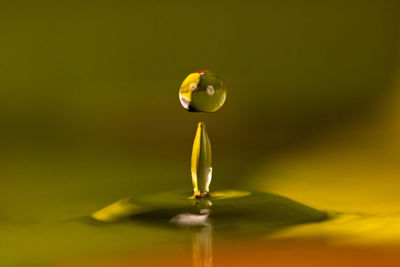 Close-up of water drop on leaf