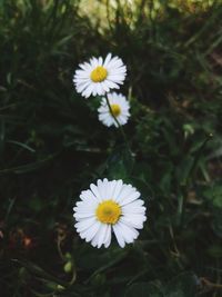 Close-up of white daisy flower