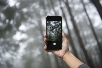 Cropped hand photographing trees in forest