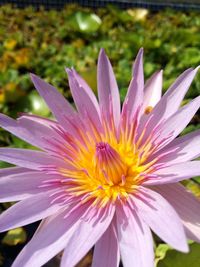 Close-up of lotus blooming outdoors