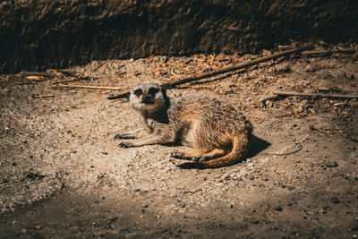 Meerkat on field