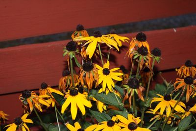 Close-up of yellow sunflower blooming outdoors