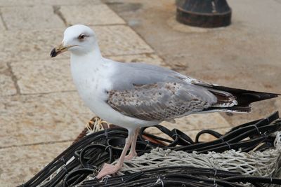 Close-up of seagull perching