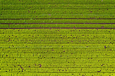 Full frame shot of vegetables